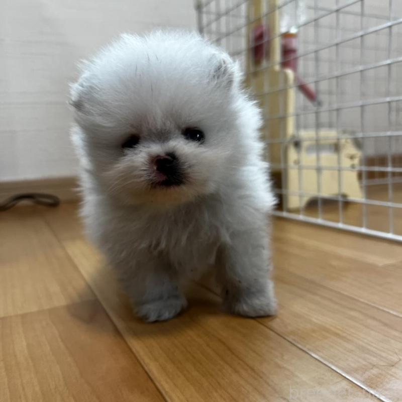 販売中の香川県のポメラニアン-456095の3枚目