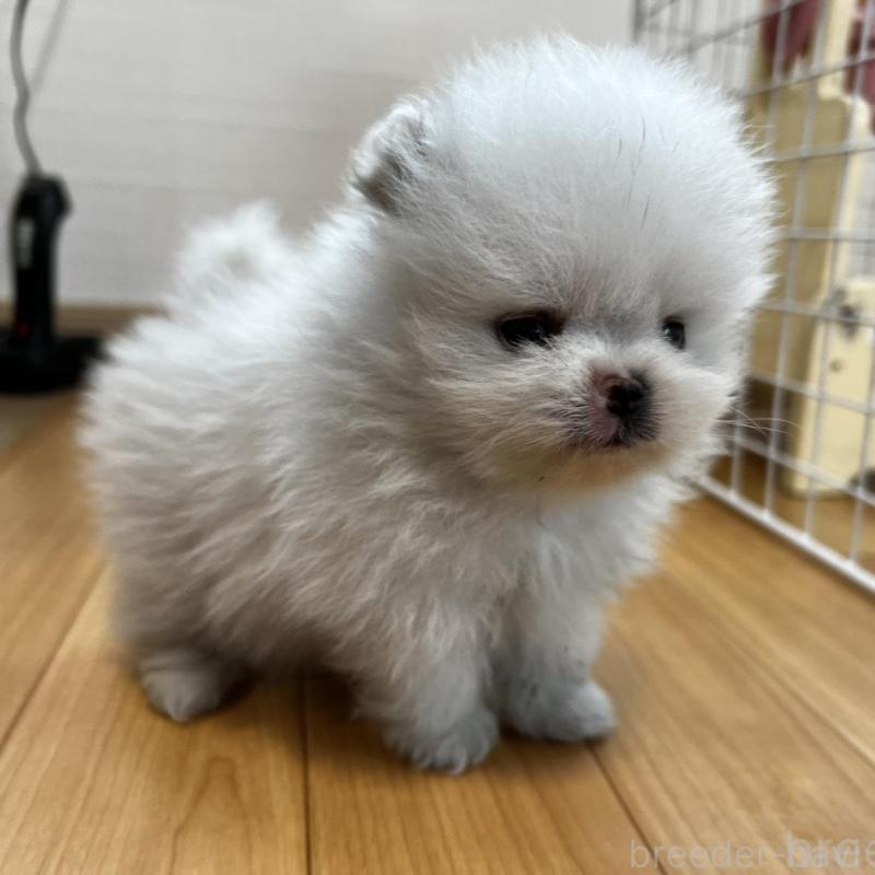 販売中の香川県のポメラニアン-456095の2枚目