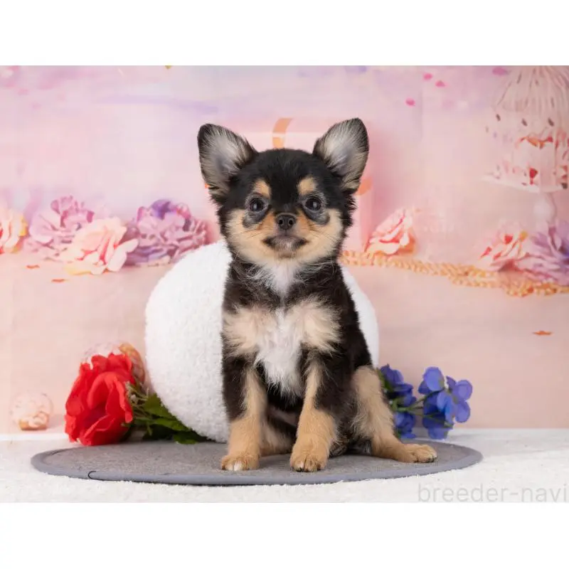 販売中の岐阜県のチワワ(ロングコート)-456096の7枚目