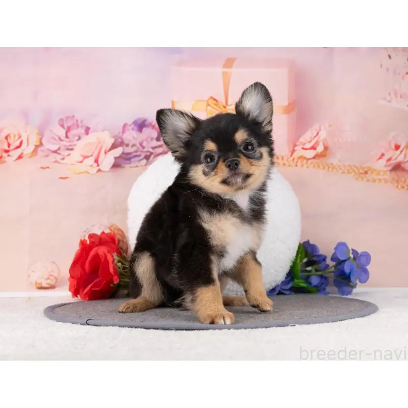 販売中の岐阜県のチワワ(ロングコート)-456096の6枚目