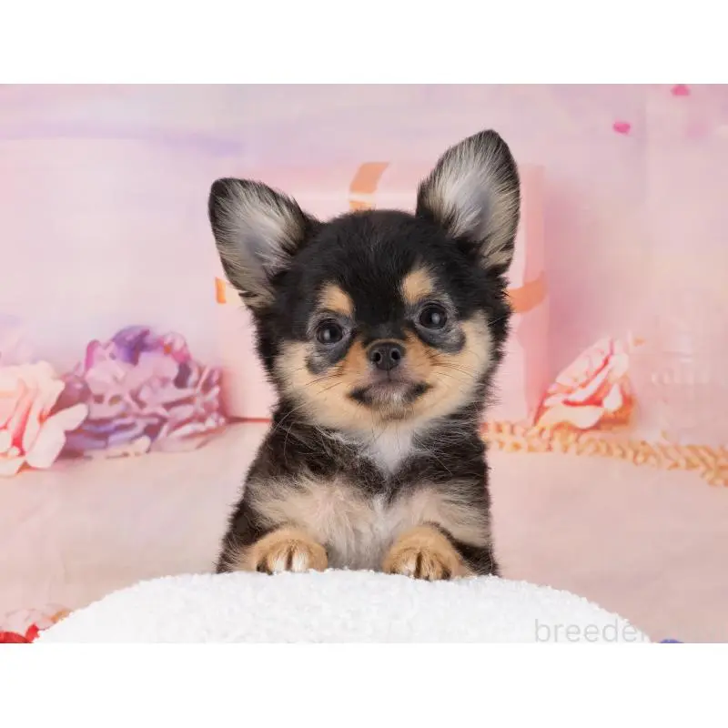 販売中の岐阜県のチワワ(ロングコート)-456096の5枚目