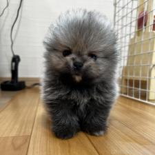 オンライン見学