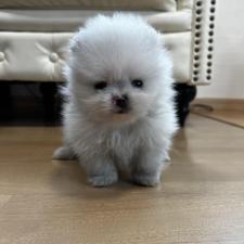 ♀︎ポメラニアン