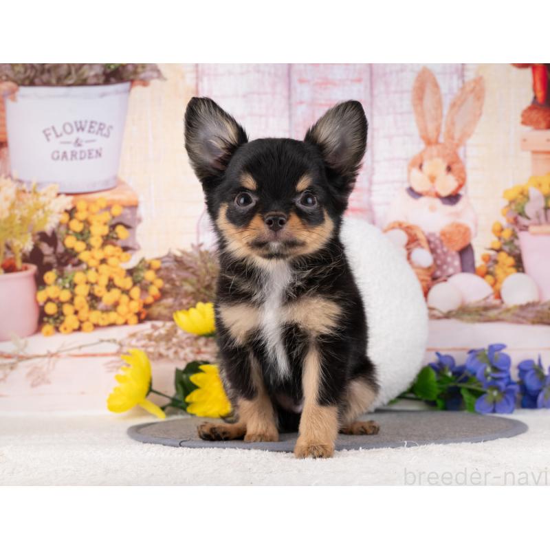 販売中の岐阜県のチワワ(ロングコート)-456097の7枚目