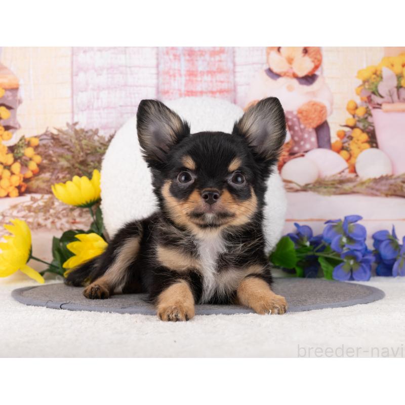 販売中の岐阜県のチワワ(ロングコート)-456097の6枚目