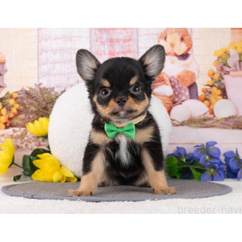 販売中の岐阜県のチワワ(ロングコート)-456097の4枚目