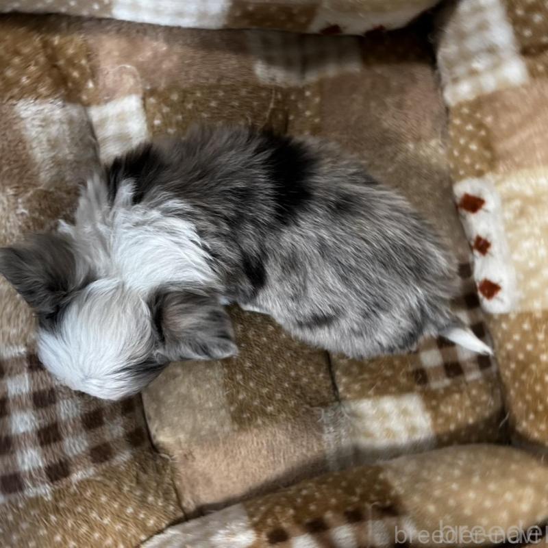 販売中の香川県のチワワ(ロングコート)-456098の20枚目