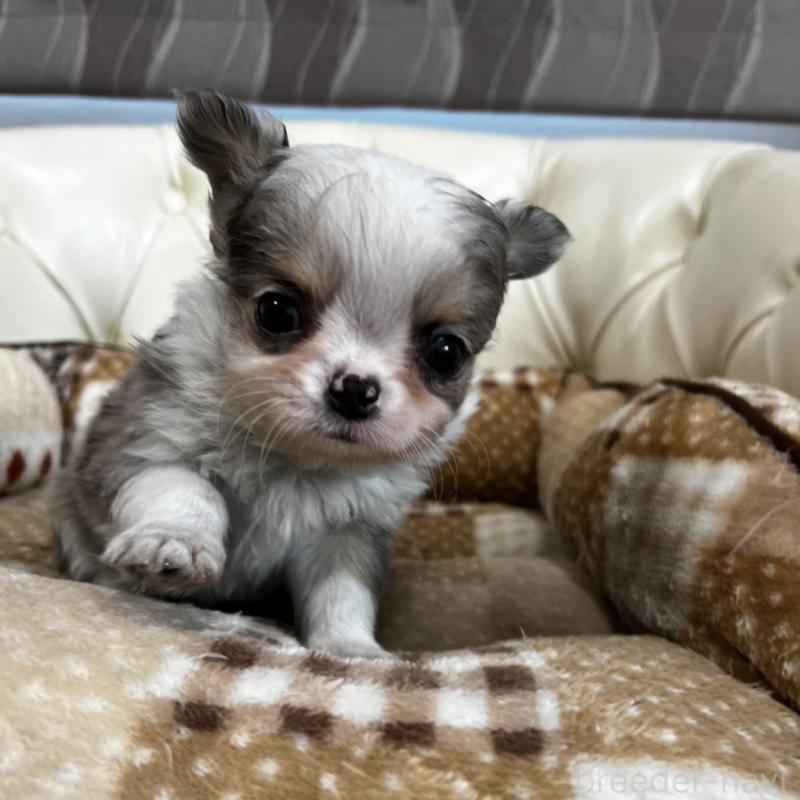 販売中の香川県のチワワ(ロングコート)-456098の19枚目