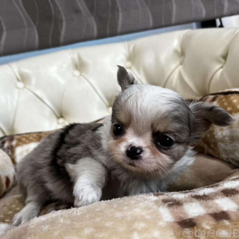 販売中の香川県のチワワ(ロングコート)-456098の18枚目