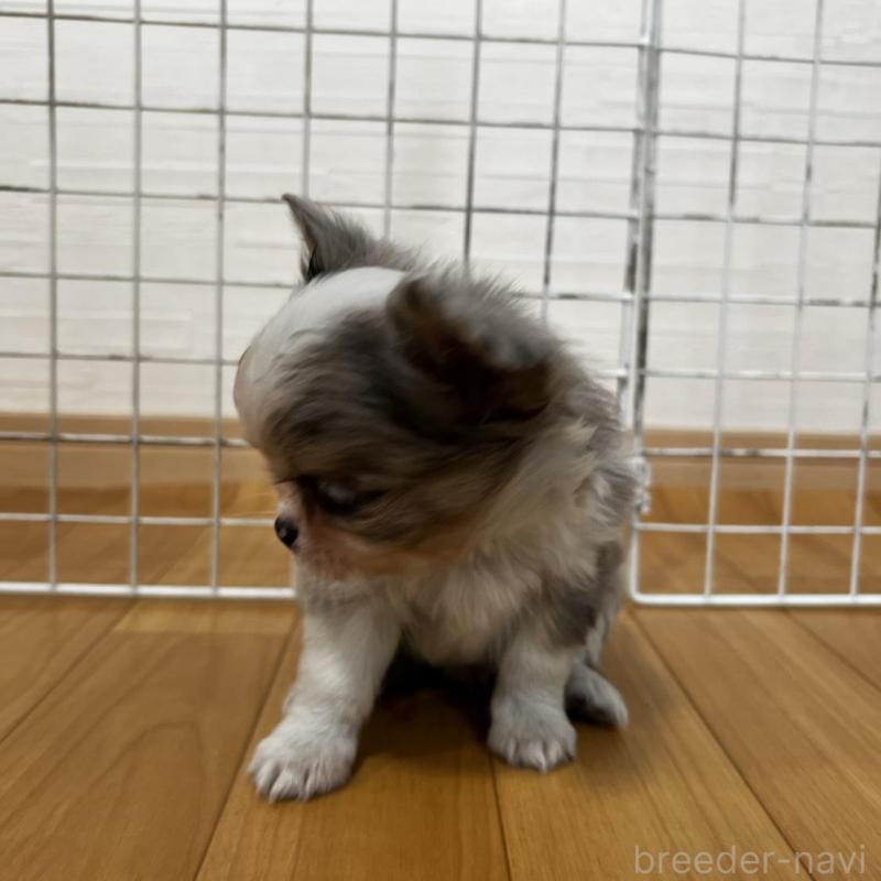 販売中の香川県のチワワ(ロングコート)-456098の17枚目