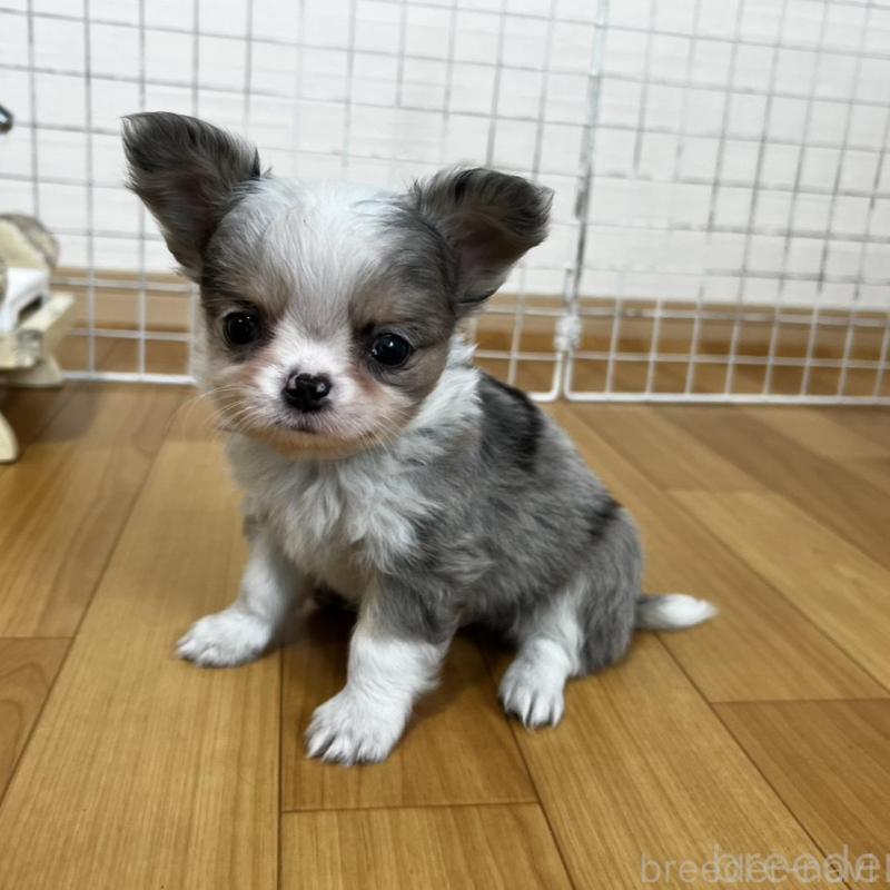 販売中の香川県のチワワ(ロングコート)-456098の16枚目