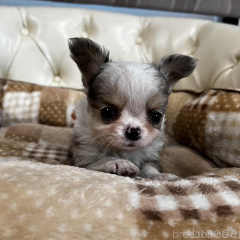 販売中の香川県のチワワ(ロングコート)-456098の15枚目