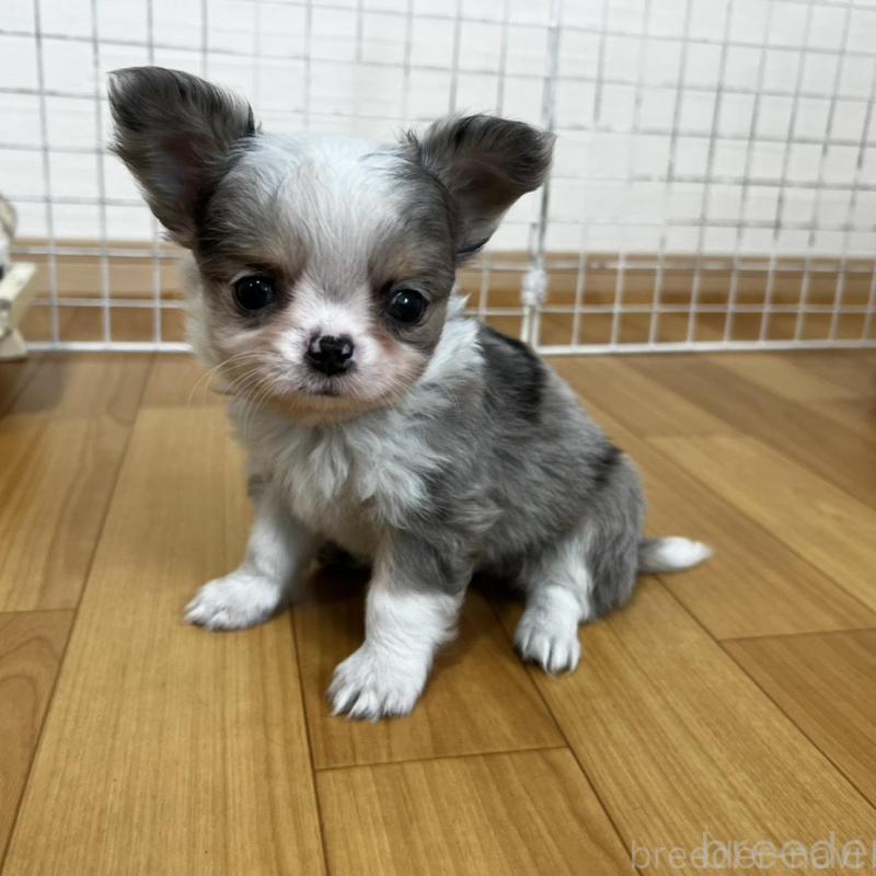 販売中の香川県のチワワ(ロングコート)-456098の14枚目