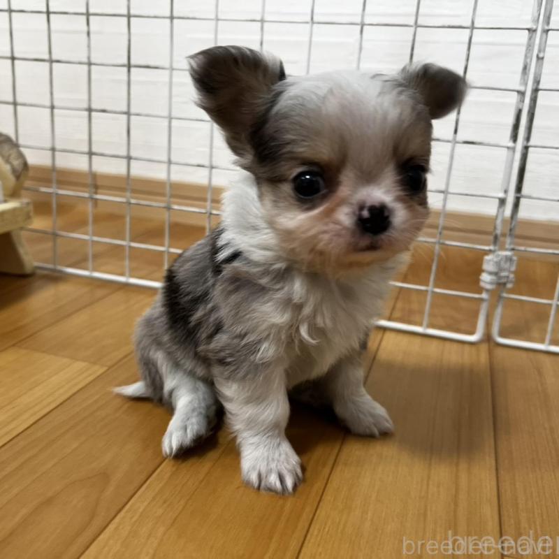 販売中の香川県のチワワ(ロングコート)-456098の13枚目