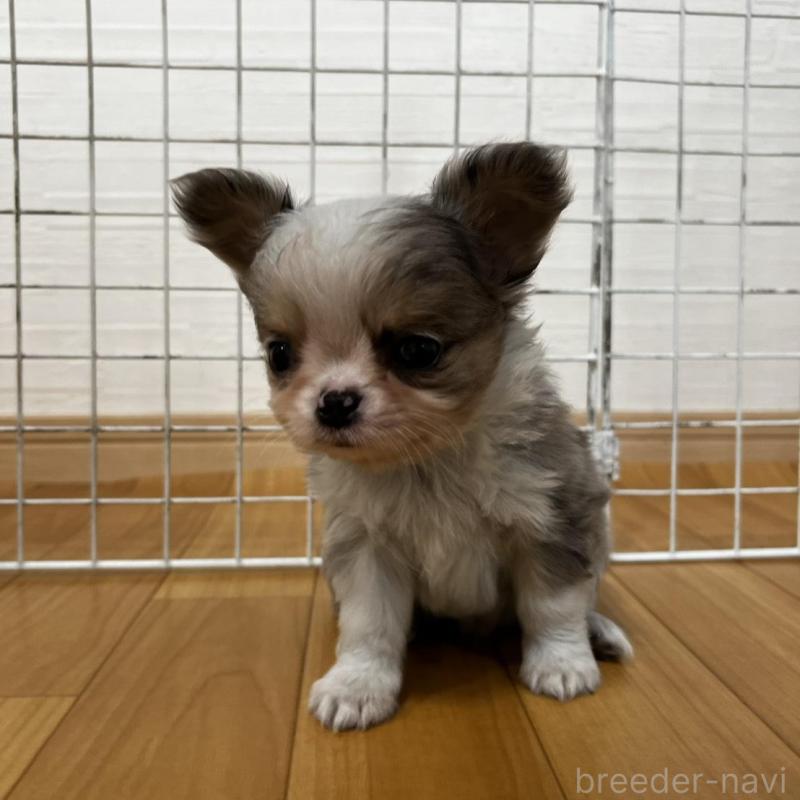 販売中の香川県のチワワ(ロングコート)-456098の12枚目