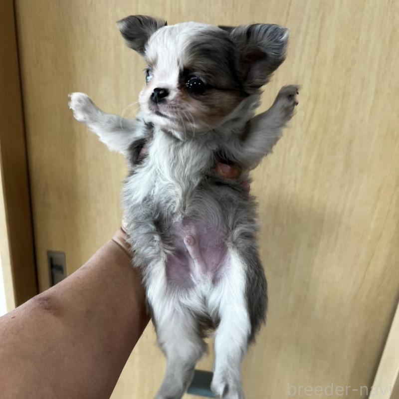 販売中の香川県のチワワ(ロングコート)-456098の11枚目