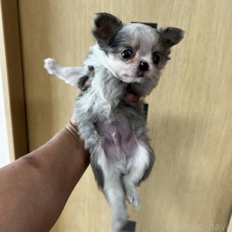 販売中の香川県のチワワ(ロングコート)-456098の10枚目