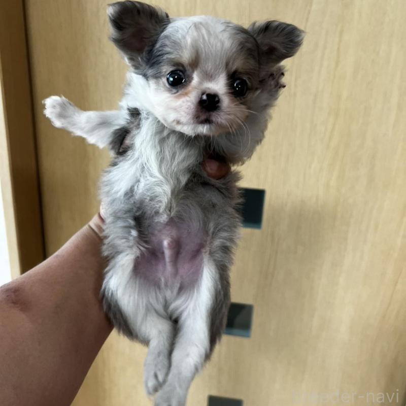 販売中の香川県のチワワ(ロングコート)-456098の9枚目