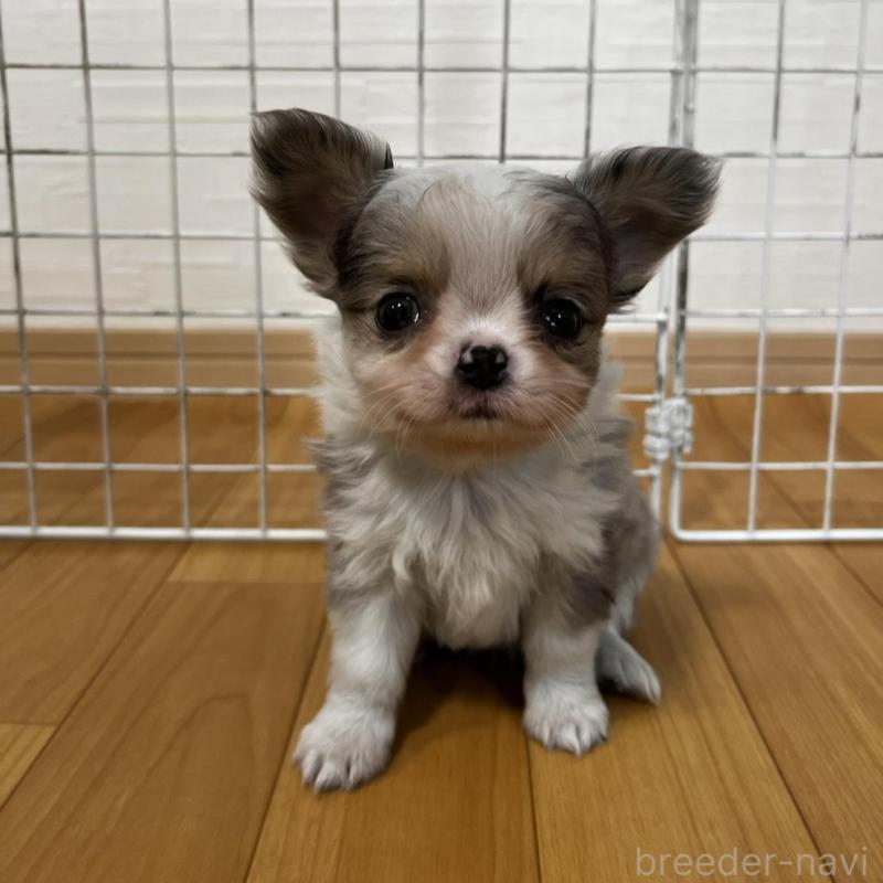 販売中の香川県のチワワ(ロングコート)-456098の8枚目