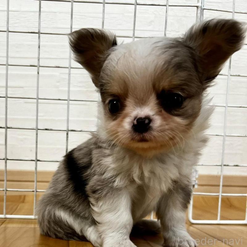 販売中の香川県のチワワ(ロングコート)-456098の7枚目