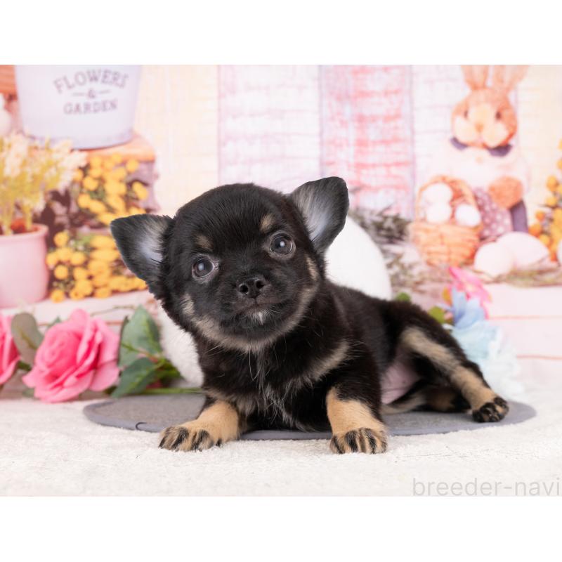 販売中の岐阜県のチワワ(ロングコート)-456099の7枚目