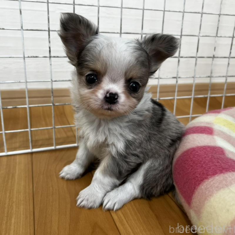 販売中の香川県のチワワ(ロングコート)-456098の6枚目