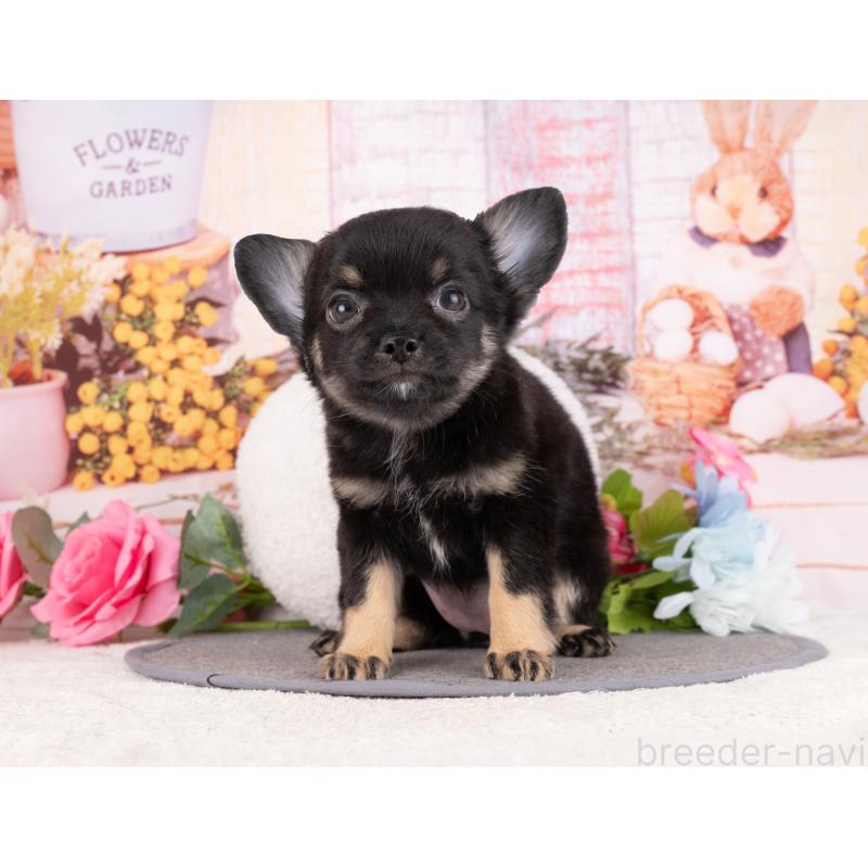 販売中の岐阜県のチワワ(ロングコート)-456099の5枚目