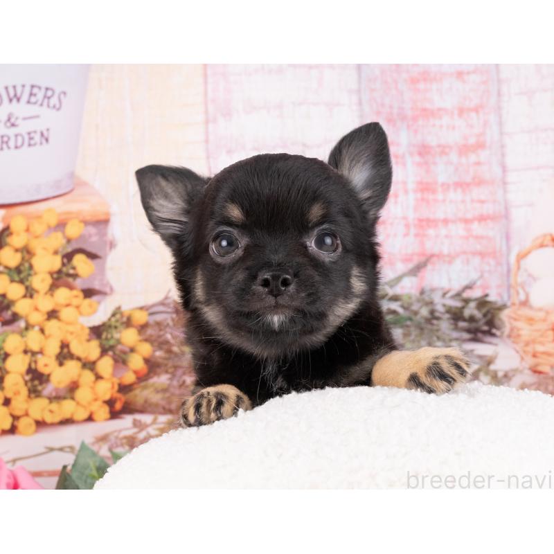 販売中の岐阜県のチワワ(ロングコート)-456099の4枚目