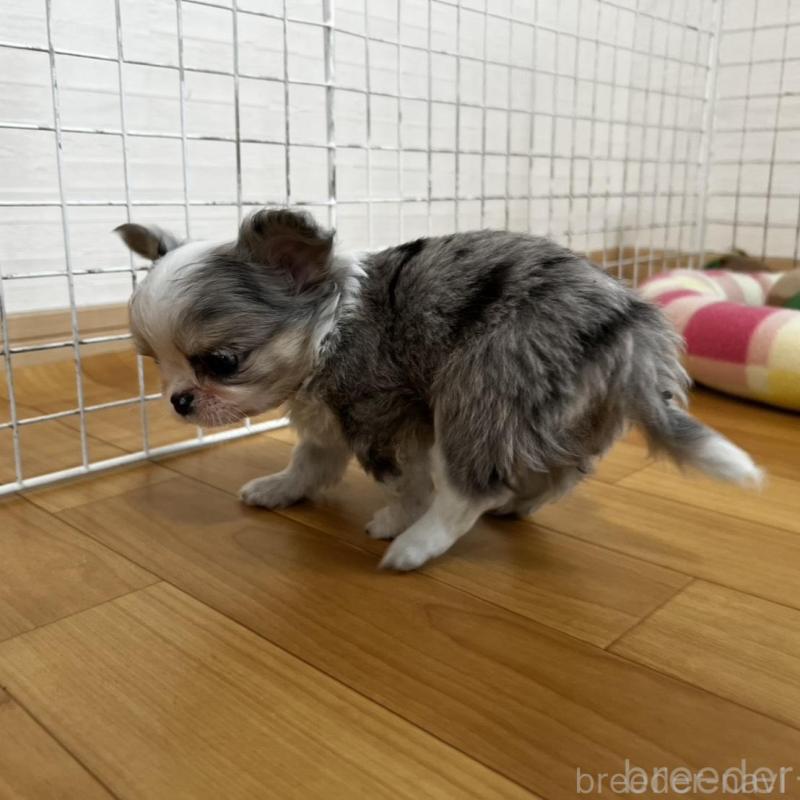 販売中の香川県のチワワ(ロングコート)-456098の5枚目