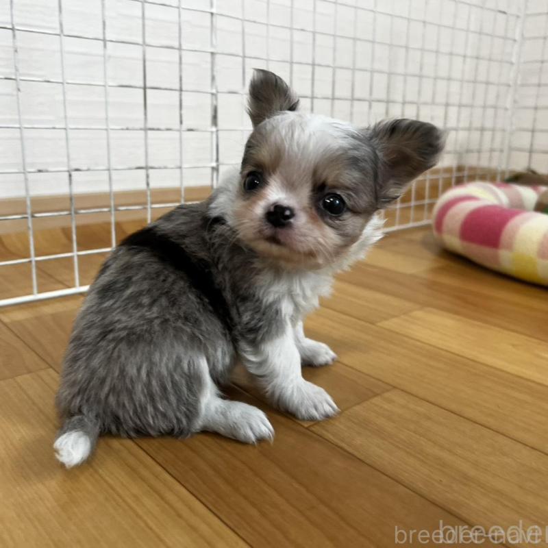 販売中の香川県のチワワ(ロングコート)-456098の4枚目