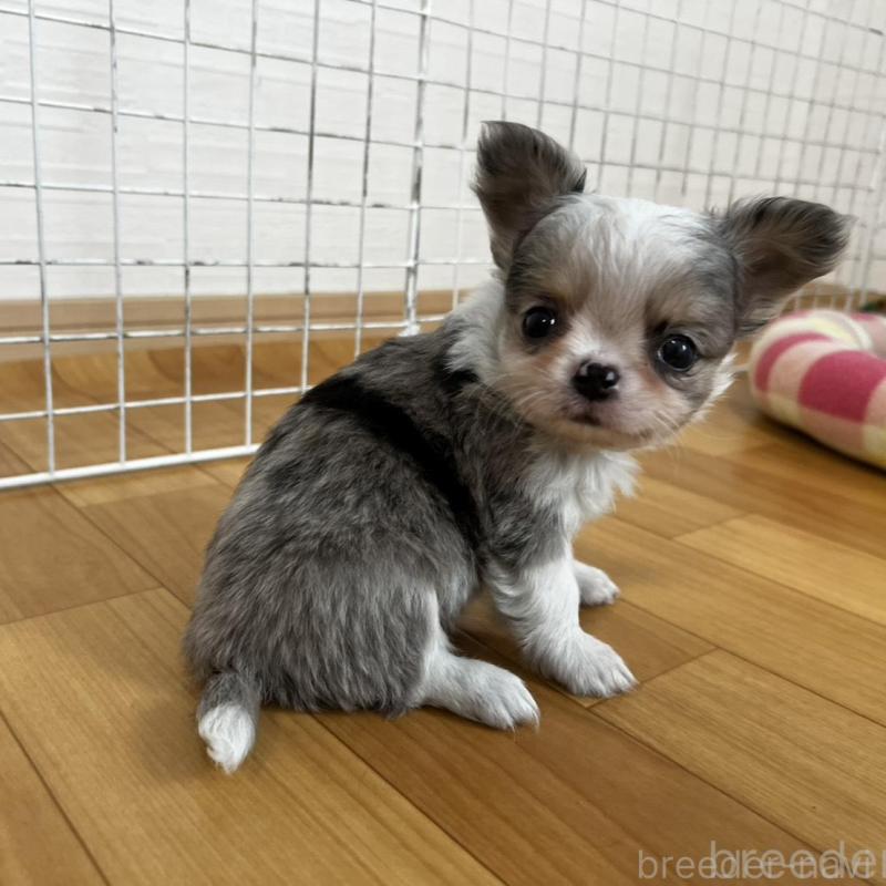 販売中の香川県のチワワ(ロングコート)-456098の3枚目