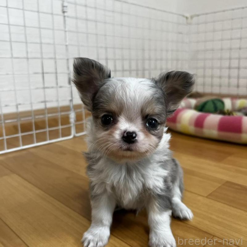 販売中の香川県のチワワ(ロングコート)-456098の2枚目