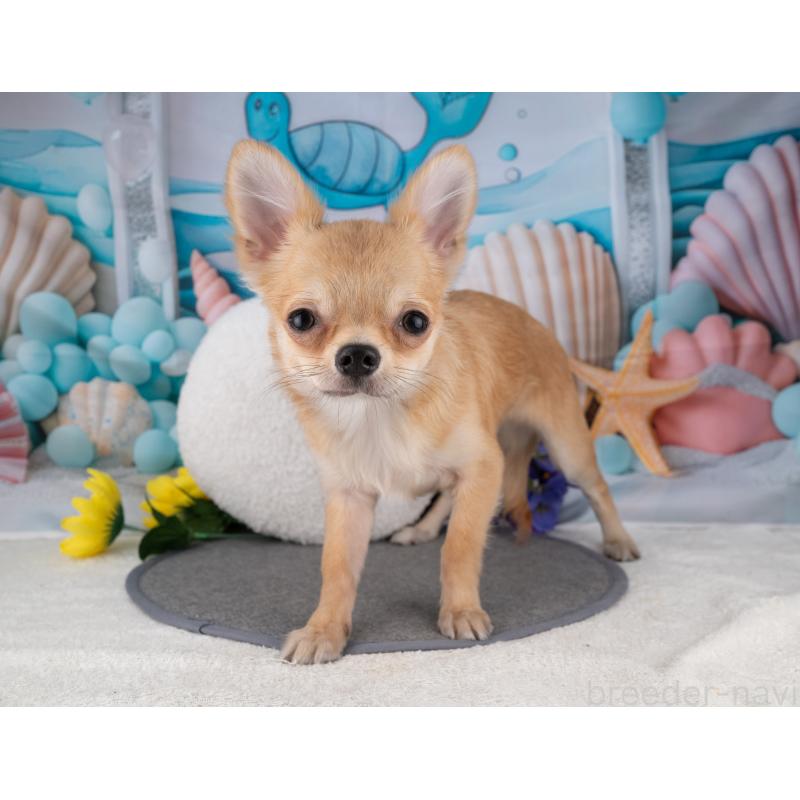 販売中の岐阜県のチワワ(ロングコート)-456100の7枚目