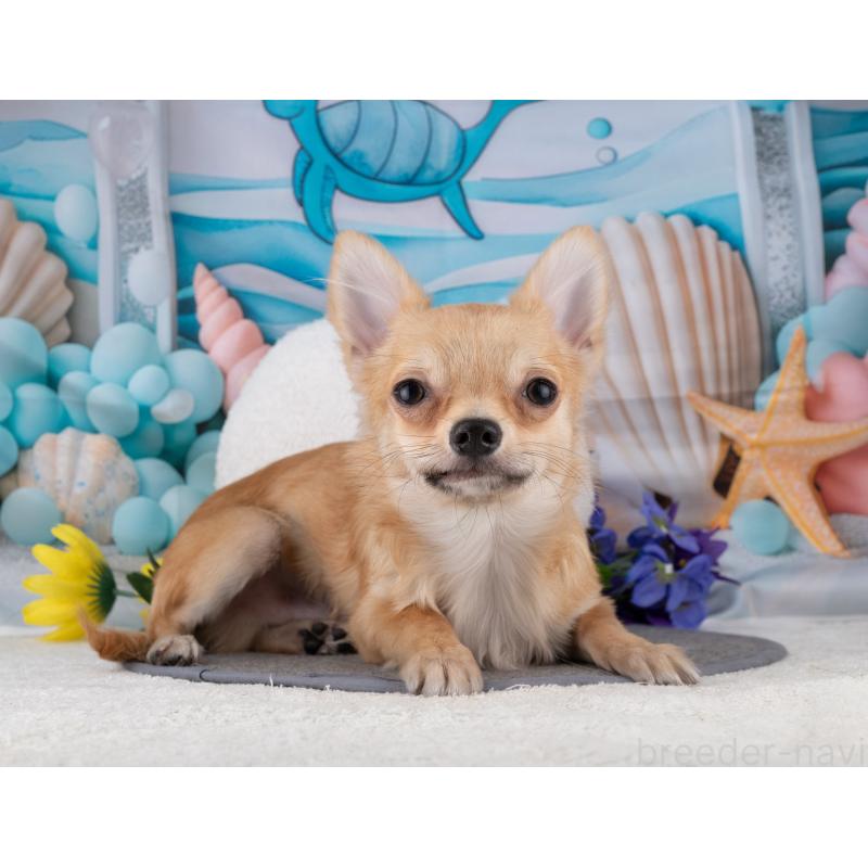 販売中の岐阜県のチワワ(ロングコート)-456100の6枚目