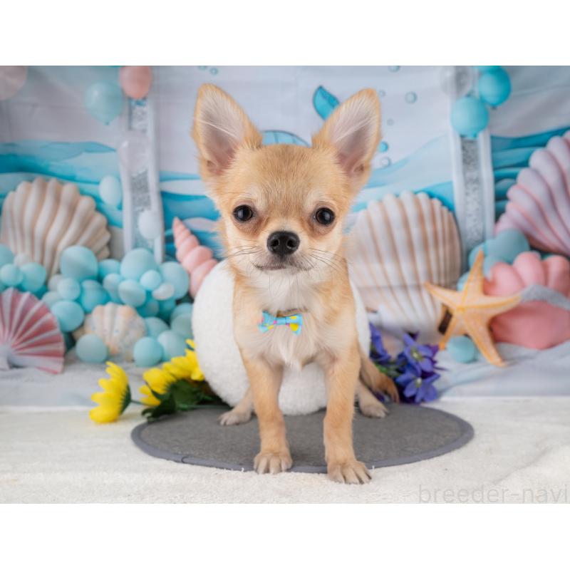 販売中の岐阜県のチワワ(ロングコート)-456100の5枚目