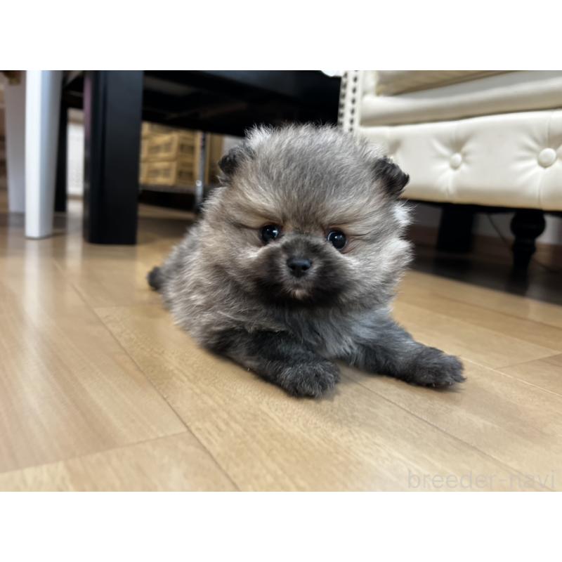 販売中の香川県のポメラニアン-456101の25枚目