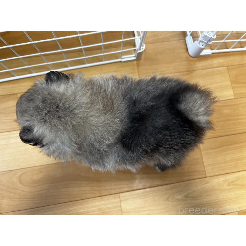 販売中の香川県のポメラニアン-456101の24枚目