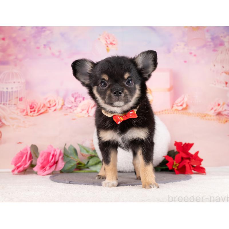 販売中の岐阜県のチワワ(ロングコート)-456103の7枚目