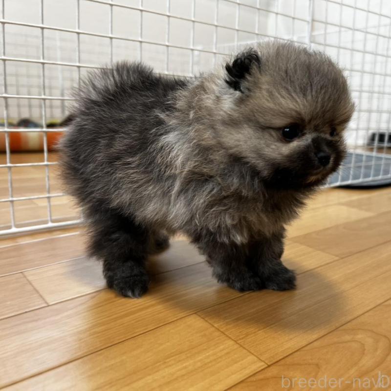 販売中の香川県のポメラニアン-456101の23枚目