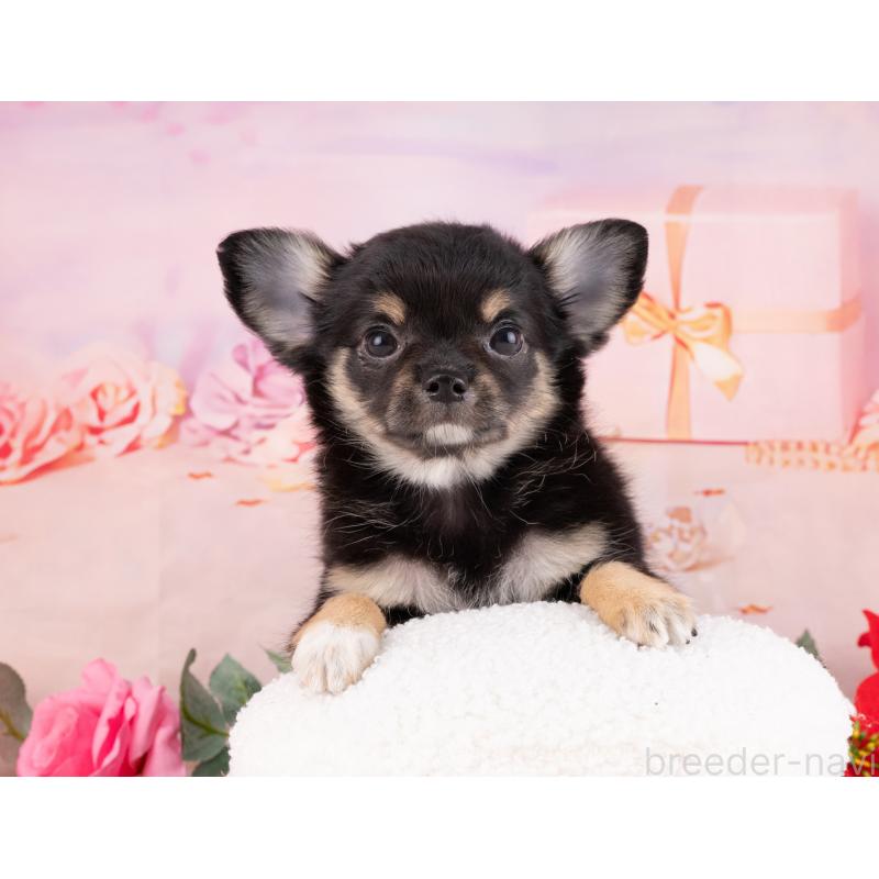 販売中の岐阜県のチワワ(ロングコート)-456103の6枚目