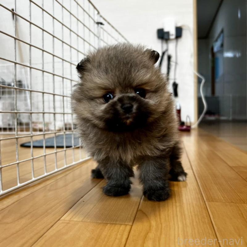 販売中の香川県のポメラニアン-456101の22枚目