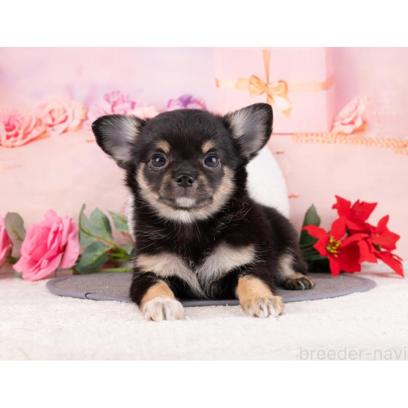 販売中の岐阜県のチワワ(ロングコート)-456103の4枚目