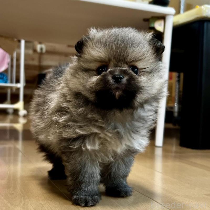 販売中の香川県のポメラニアン-456101の21枚目