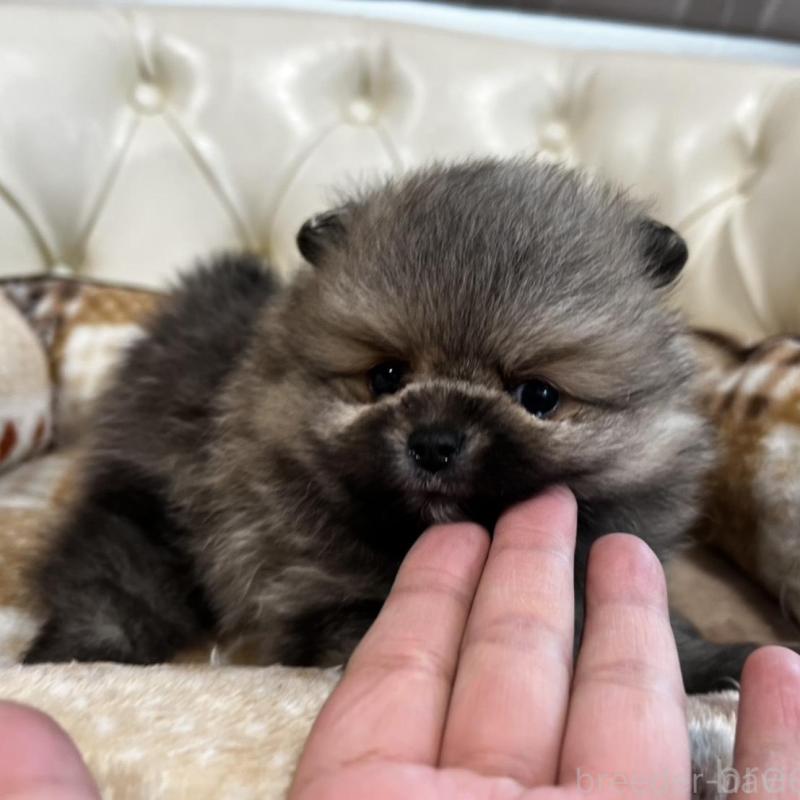 販売中の香川県のポメラニアン-456101の20枚目