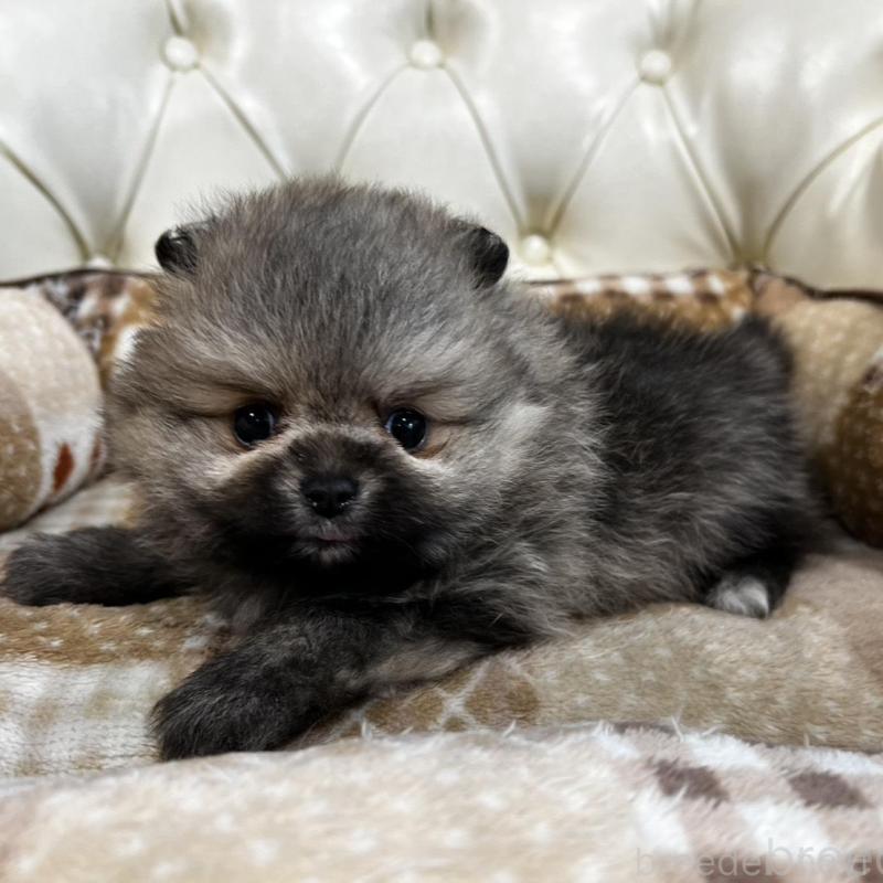 販売中の香川県のポメラニアン-456101の19枚目