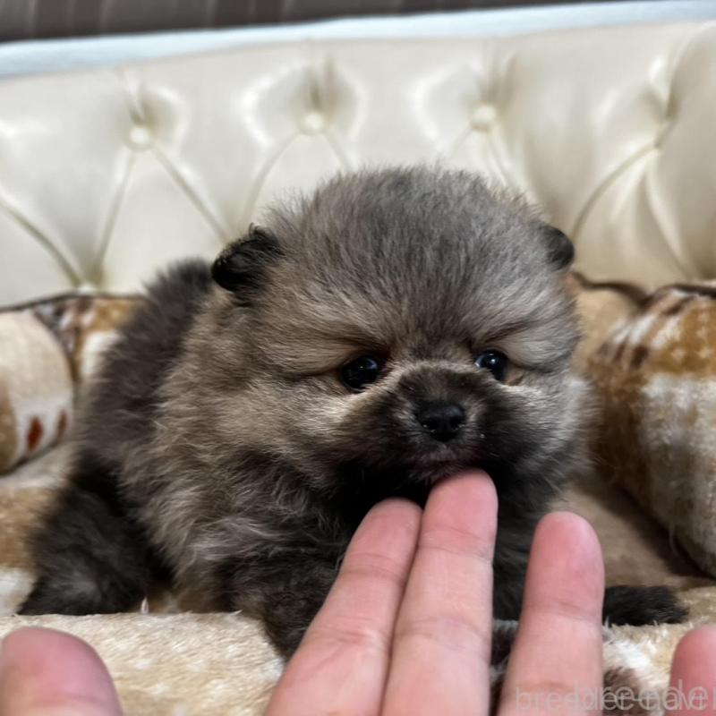 販売中の香川県のポメラニアン-456101の18枚目