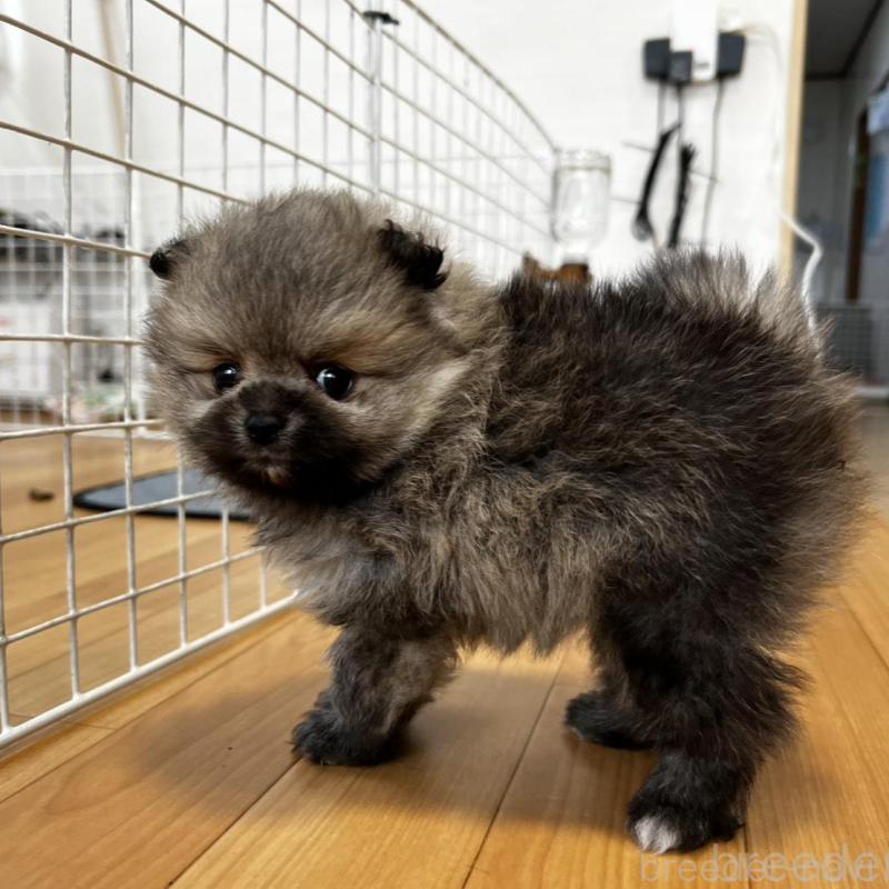 販売中の香川県のポメラニアン-456101の17枚目