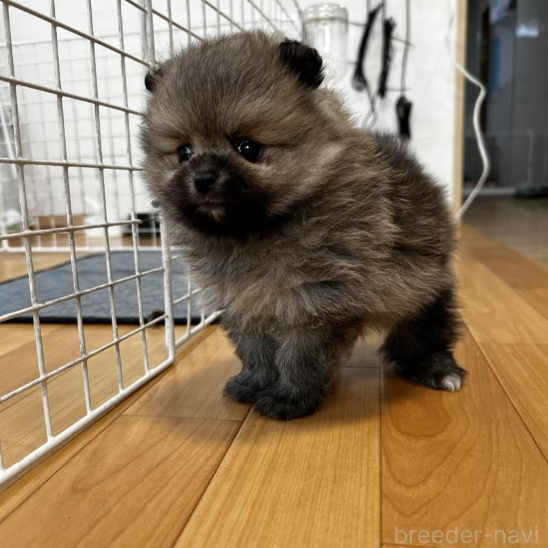 販売中の香川県のポメラニアン-456101の16枚目