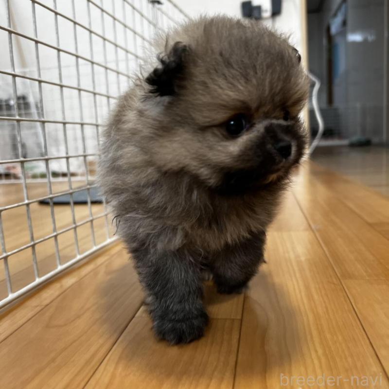 販売中の香川県のポメラニアン-456101の15枚目