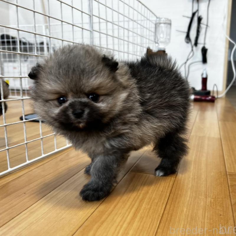 販売中の香川県のポメラニアン-456101の14枚目